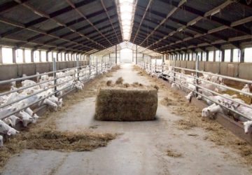 Versnelling verduurzaming van de geitenhouderij