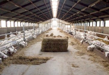 Versnelling verduurzaming van de geitenhouderij