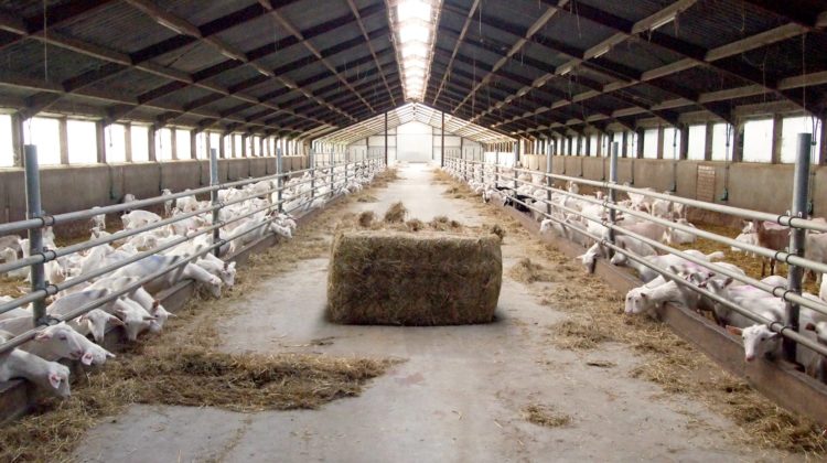 Versnelling verduurzaming van de geitenhouderij